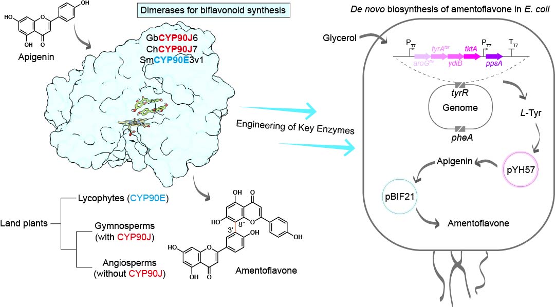 Figure for Nature Communications paper on CYP90J biflavonoid biosynthesis
