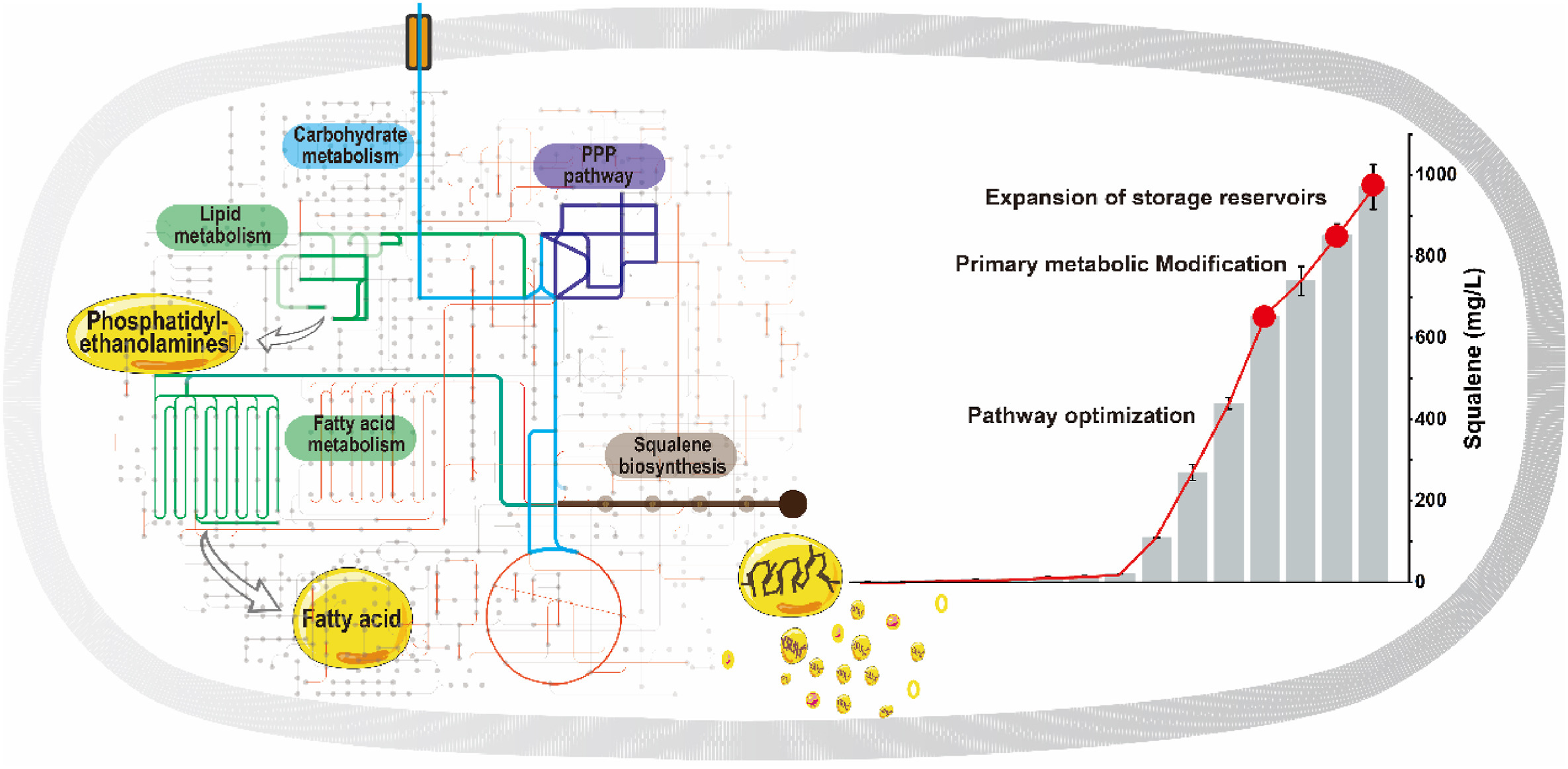 Figure for Synthetic and Systems Biotechnology paper on squalene overproduction